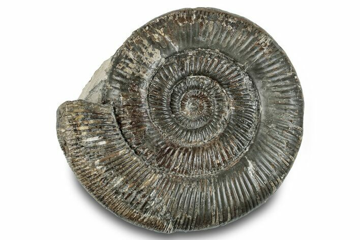 Jurassic Ammonite (Dactylioceras) Fossil - England #279546